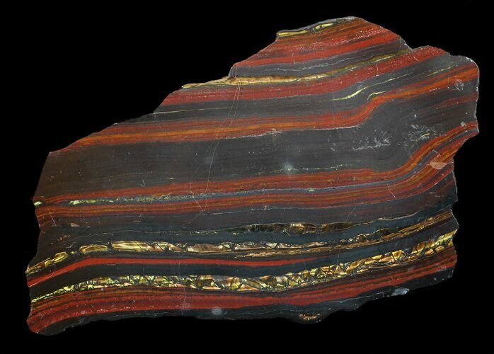 Polished Tiger Iron Stromatolite - ( Billion Years) #62727